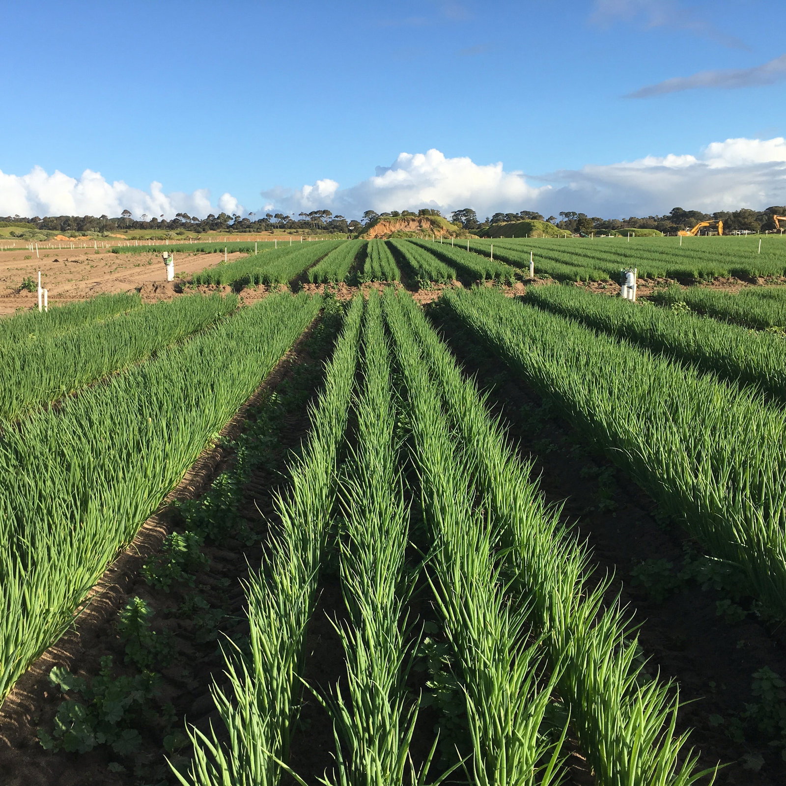 Boneo VIC Accommodation Main Beach
