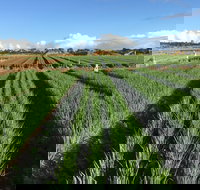 Hawkes Farm - Accommodation Main Beach