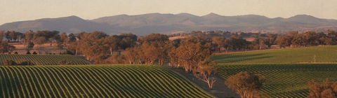 Angullong Cellar Door - Accommodation Main Beach 1