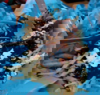 Howitt Street Bakehouse Wendouree - Accommodation Main Beach