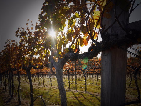 Pyramids Road Wines - Accommodation Main Beach 0