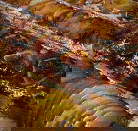 Queens Pastri House - Accommodation Main Beach