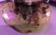 Kokonut Willy's Bar And Grill - thumb 0