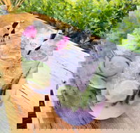 Swill - Accommodation Main Beach