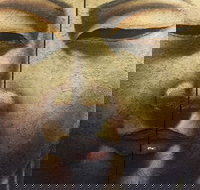 Mao's Thai Restaurant - Accommodation Main Beach