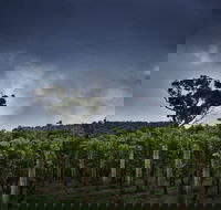 Dalrymple Vineyards - Accommodation Main Beach