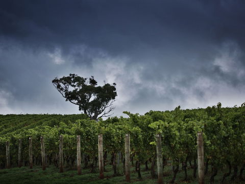 Dalrymple Vineyards - Accommodation Main Beach 0