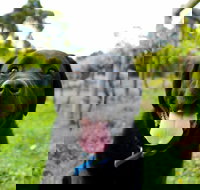 Every Man and His Dog Vineyard - Accommodation Main Beach