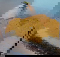 L'eclair Patisserie - Accommodation Main Beach