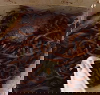 Delahey Noodle Bar - Accommodation Main Beach