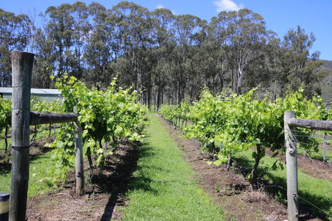 Woongooroo Estate Winery - Accommodation Main Beach 0