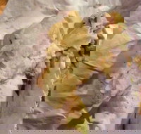 Taylors Lakes Fish  Chips - Accommodation Main Beach