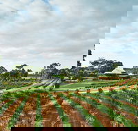 Vasse Felix Winery - Accommodation Main Beach