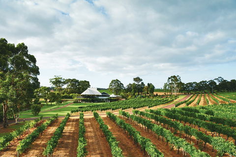 Vasse Felix Winery - Accommodation Main Beach 0
