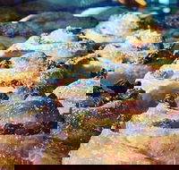 The Grumpy Baker - Castle Cove - Accommodation Main Beach