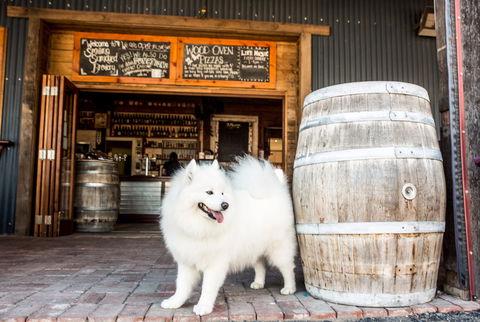 Smiling Samoyed Brewery - Accommodation Main Beach 0
