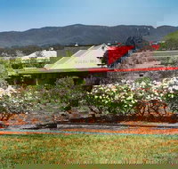 Hanging Tree Wines - Accommodation Main Beach