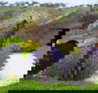 Hart of the Barossa - Accommodation Main Beach