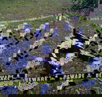 Hillbilly Coffee - Accommodation Main Beach