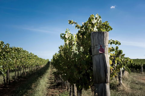 Tamburlaine Organic Wines Millthorpe Cellar Door - Accommodation Main Beach 2