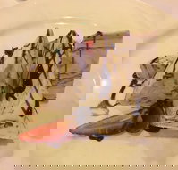 House Of Chow - Accommodation Main Beach