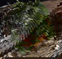 The Flying Trunk - Accommodation Main Beach