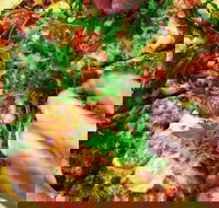 The Angry Pigeon - Accommodation Main Beach