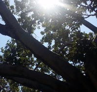 The Season Tree - Accommodation Main Beach