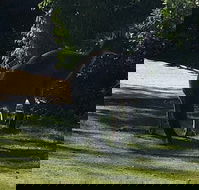 Footprints - Accommodation Main Beach