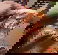 Domino's Pizza Reynella - Accommodation Main Beach