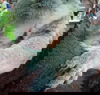 Champagne Bush Tucker Breakfast with the Koalas - Accommodation Main Beach