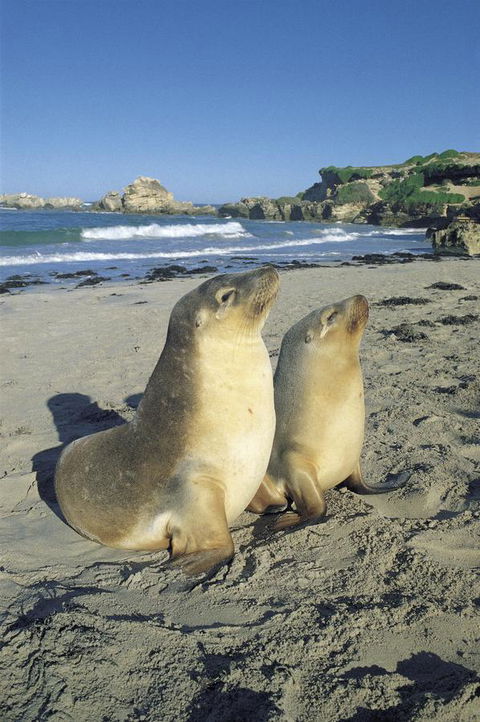 Kangaroo Island Seafront - Accommodation Main Beach 40