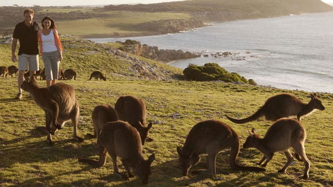 Kangaroo Island Seafront - Accommodation Main Beach 13