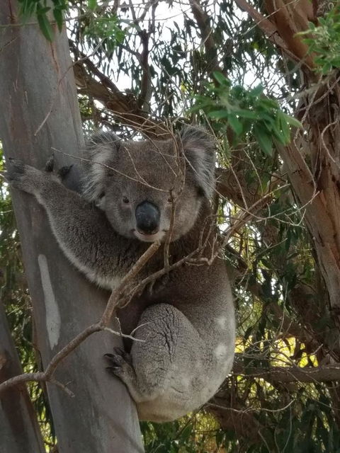 Lost In The Vines - Accommodation Main Beach 29