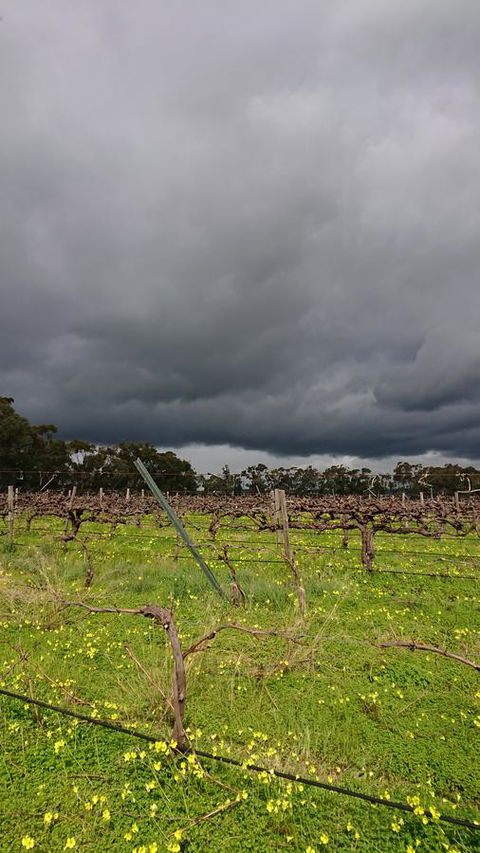 Lost In The Vines - Accommodation Main Beach 27