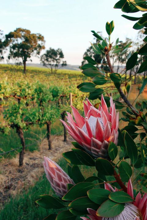 Lost In The Vines - Accommodation Main Beach 14