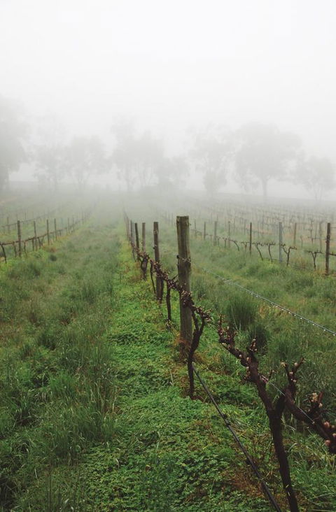 Lost In The Vines - Accommodation Main Beach 15