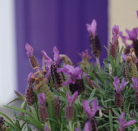 The Purple Door on Seaview - Accommodation Main Beach