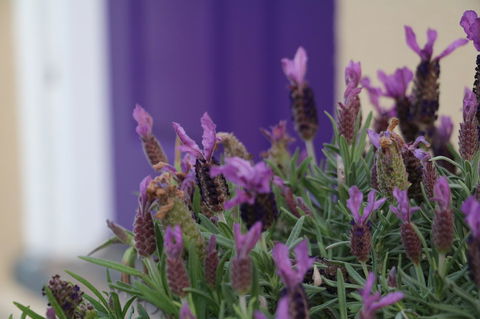 The Purple Door On Seaview - Accommodation Main Beach 0