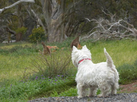 Molly's Chase - Accommodation Main Beach 27