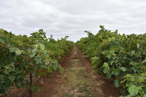 A Coonawarra Experience - Accommodation Main Beach 25