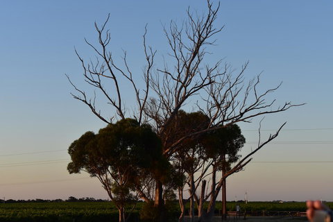 A Coonawarra Experience - Accommodation Main Beach 24