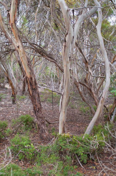 Kestrel Downs - Accommodation Main Beach 19