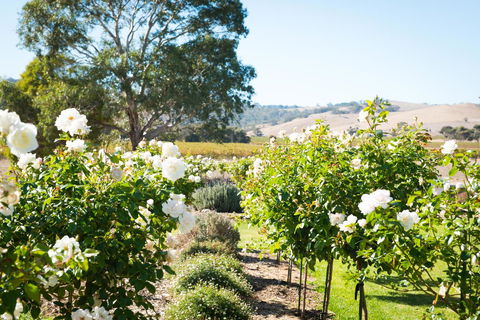 Barossa Vineyard Cottages - Accommodation Main Beach 1
