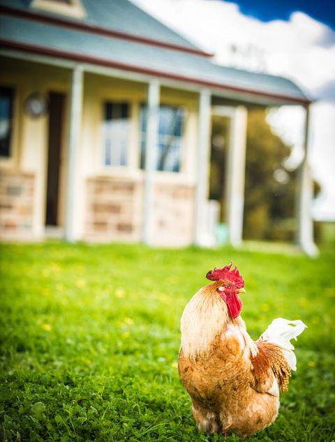 Barossa Vineyard Cottages - Accommodation Main Beach 39