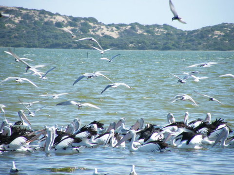 Coorong Waterfront Retreat - Accommodation Main Beach 25