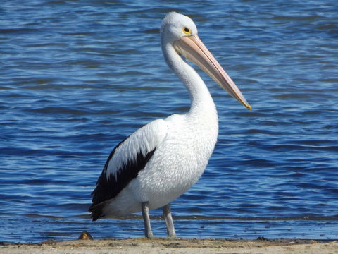 Coorong Waterfront Retreat - Accommodation Main Beach 29
