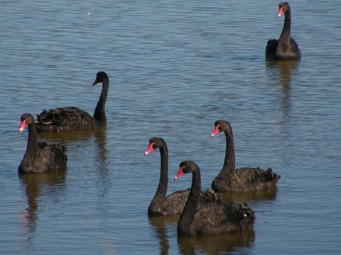 Coorong Waterfront Retreat - Accommodation Main Beach 26