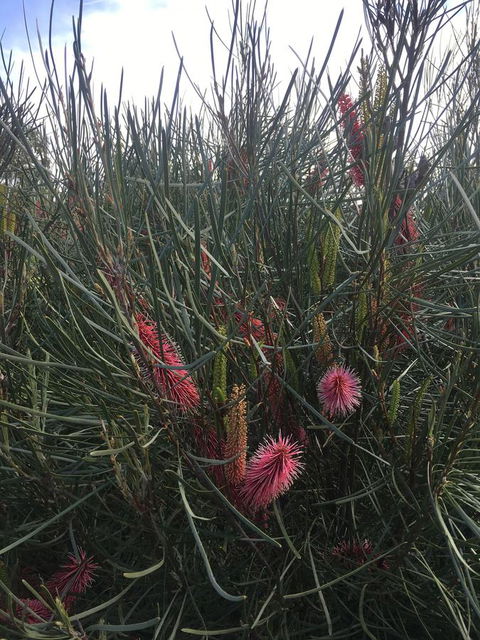 Adelaide Style Accommodation-Close To City-North Adelaide-3 Bdrm- FREE Parking - Accommodation Main Beach 42