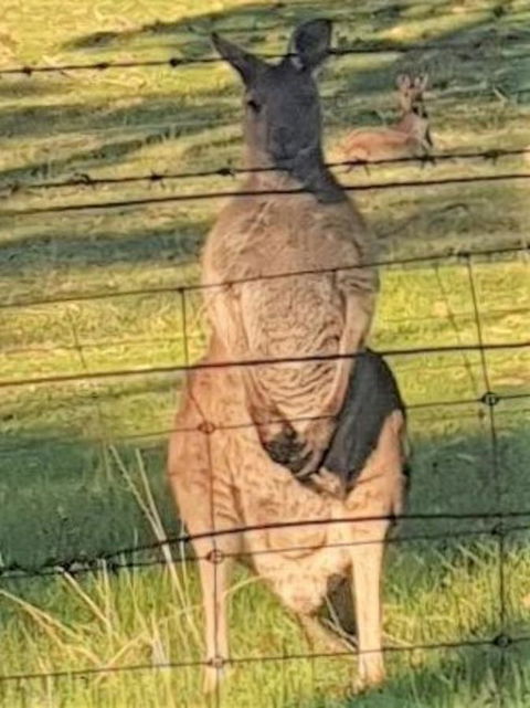 Adelaide Style Accommodation-Close To City-North Adelaide-3 Bdrm- FREE Parking - Accommodation Main Beach 25